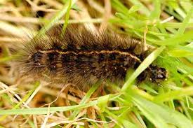 Attēlu rezultāti vaicājumam “Spilosoma lubricipeda”