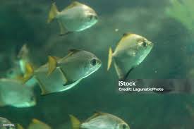 Image result for Trachinotus carolinus