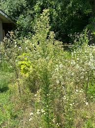 Attēlu rezultāti vaicājumam “Erigeron canadensis”