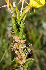 Attēlu rezultāti vaicājumam “Oenothera biennis bud”