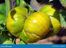 Afbeeldingsresultaat voor amana orange beefsteak tomato