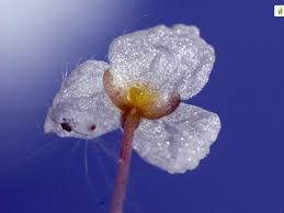 Attēlu rezultāti vaicājumam “Hydrocharis morsus-ranae flower”
