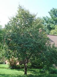 Attēlu rezultāti vaicājumam “Prunus (plum-tree)”