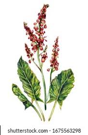 Attēlu rezultāti vaicājumam “Rumex acetosa flower”