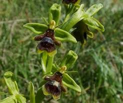 Attēlu rezultāti vaicājumam “Ophrys insectifera flower”