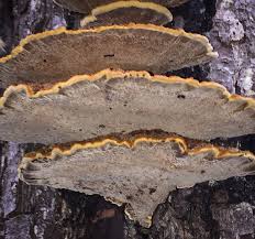 Attēlu rezultāti vaicājumam “Onnia triquetra”