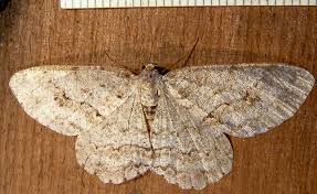 Attēlu rezultāti vaicājumam “Ectropis crepuscularia”