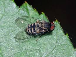 Attēlu rezultāti vaicājumam “Platypezidae”