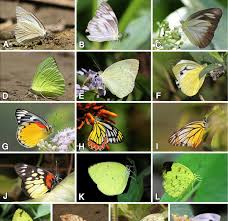 Attēlu rezultāti vaicājumam “Pieridae”