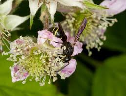 Attēlu rezultāti vaicājumam “Symmorphus sp.”