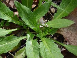 Attēlu rezultāti vaicājumam “Capsella bursa-pastoris leaf”