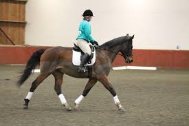 Image result for Chobham and District Riding Club