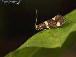 Attēlu rezultāti vaicājumam “Incurvariidae”