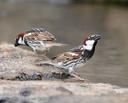 Image result for Passer hispaniolensis