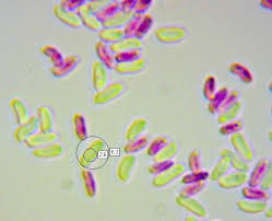 Attēlu rezultāti vaicājumam “Trametes ochracea”