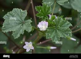 Image result for Malve