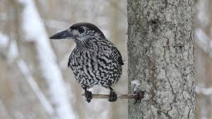 Image result for Nucifraga caryocatactes