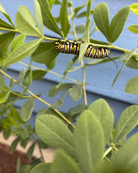 Image result for monarch caterpillar