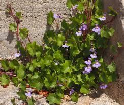 Attēlu rezultāti vaicājumam “Cymbalaria muralis flower”