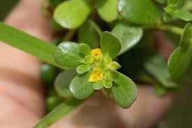 Attēlu rezultāti vaicājumam “Portulacaceae”