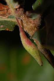 Attēlu rezultāti vaicājumam “Andricus quercuscorticis”