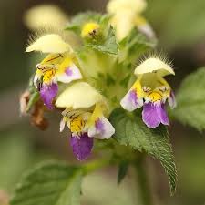Attēlu rezultāti vaicājumam “Galeopsis speciosa”