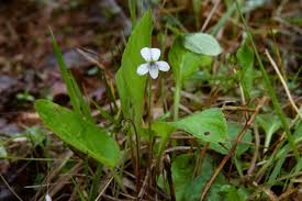 Attēlu rezultāti vaicājumam “Viola epipsila leaf”
