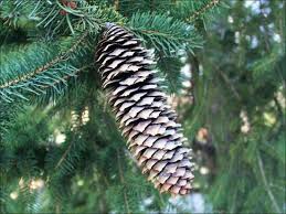 Attēlu rezultāti vaicājumam “Picea abies fruit”