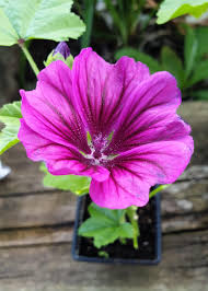 Image result for Malva sylvestris var. mauritiana