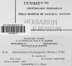 Attēlu rezultāti vaicājumam “Sphacelotheca hydropiperis”