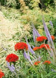 Image result for Lychnis chalcedonica `Dusky Salmon`