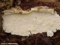 Attēlu rezultāti vaicājumam “Cinereomyces lindbladii”