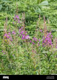 Attēlu rezultāti vaicājumam “Epilobium angustifolium leaf”