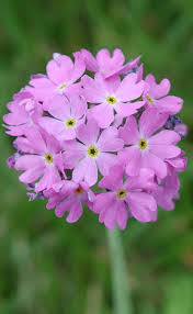 Attēlu rezultāti vaicājumam “Primula farinosa flower”