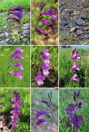 Attēlu rezultāti vaicājumam “Gladiolus imbricatus fruit”