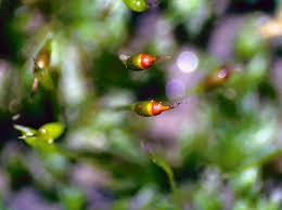 Attēlu rezultāti vaicājumam “Fissidens bryoides sporophyte”