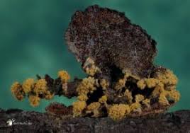 Attēlu rezultāti vaicājumam “Trichia erecta”