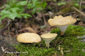 Attēlu rezultāti vaicājumam “Polyporus varius”