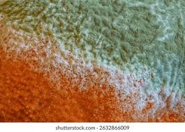 Attēlu rezultāti vaicājumam “Stemonitis marjana macro”