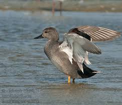 Attēlu rezultāti vaicājumam “Anas strepera”