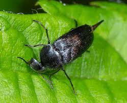 Attēlu rezultāti vaicājumam “Mordella sp.”