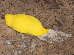 Attēlu rezultāti vaicājumam “Fuligo septica var. candida plasmodium”