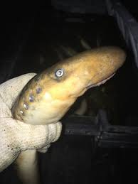 Image result for Petromyzon marinus