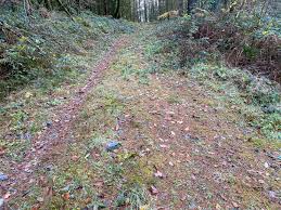 Attēlu rezultāti vaicājumam “Calliergonella lindbergii”