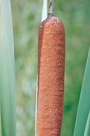 Attēlu rezultāti vaicājumam “Barbeyella minutissima stalked”