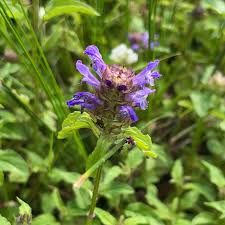 Attēlu rezultāti vaicājumam “Prunella vulgaris flower”