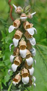 Image result for Digitalis lanata