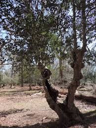 Attēlu rezultāti vaicājumam “Arthonia spadicea”