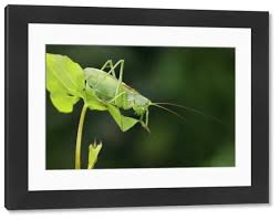 Attēlu rezultāti vaicājumam “Tettigonia cantans”