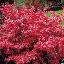 Attēlu rezultāti vaicājumam “Euonymus flower”
